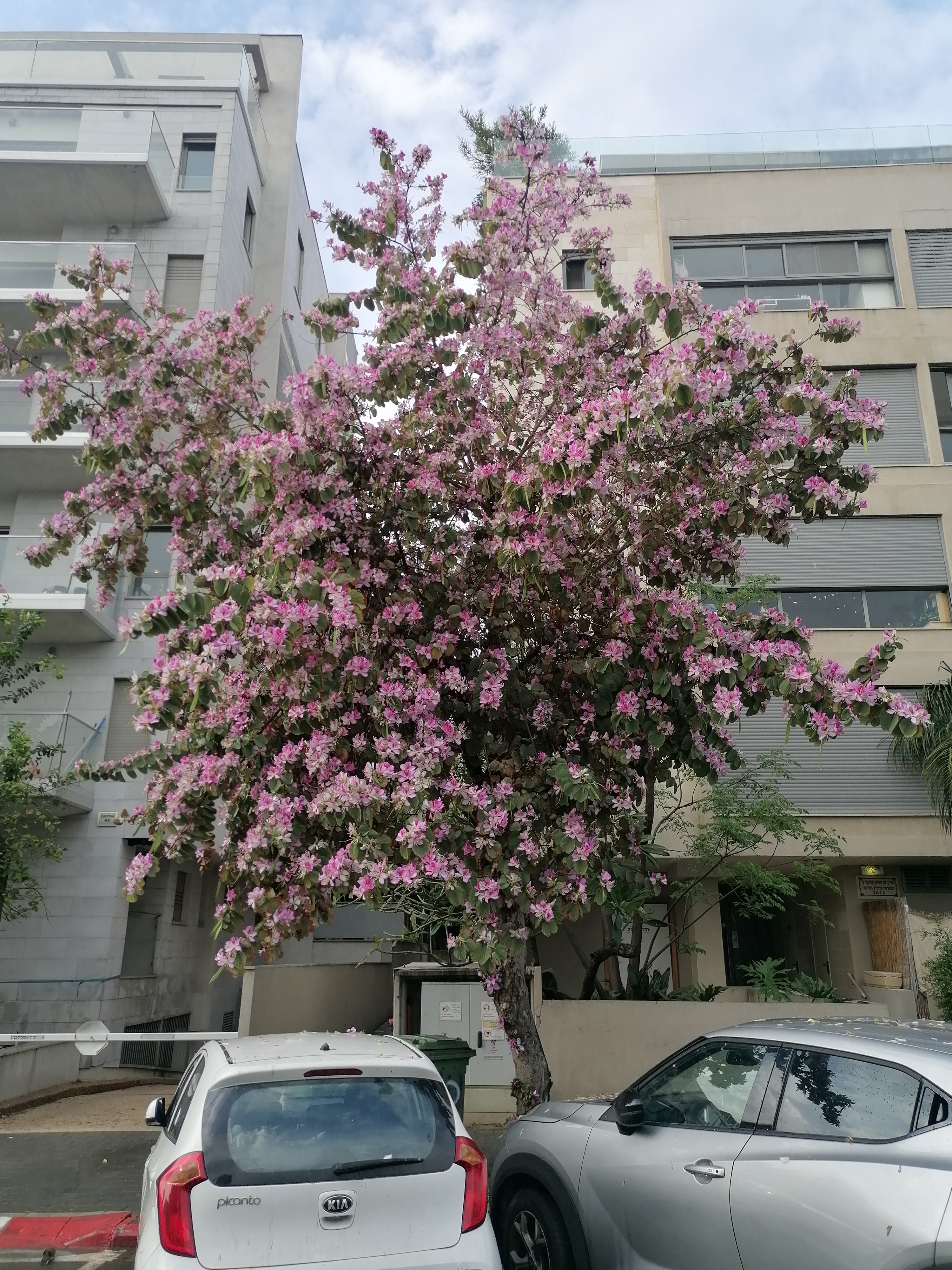 הליכה ברחובות תל אביב